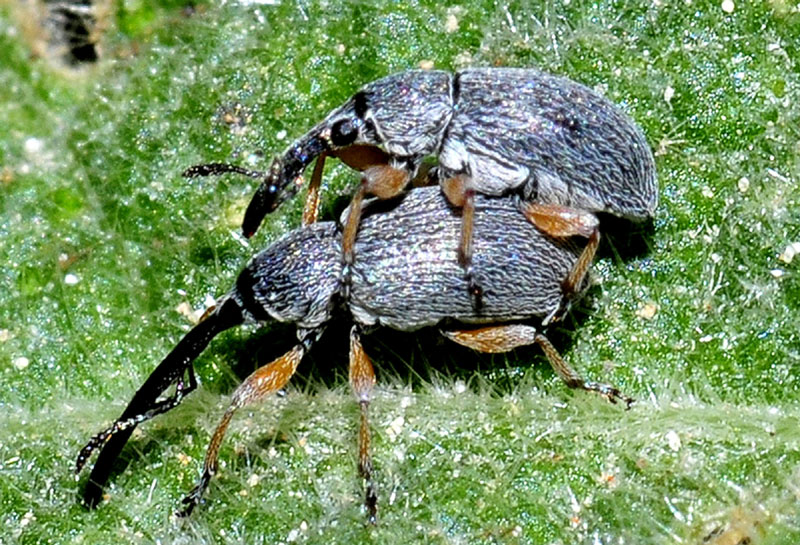 Apionidae dalla Grecia:   Rhopalapion longirostre